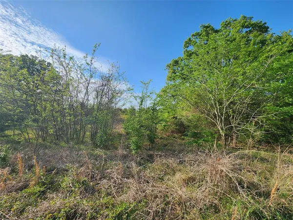 a view of a forest with lots of trees
