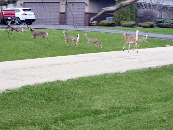 $949,900 | 16212 Maramel Drive, Homer Glen, IL 60491