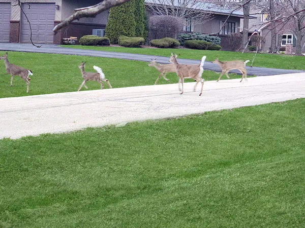 $949,900 | 16212 Maramel Drive, Homer Glen, IL 60491