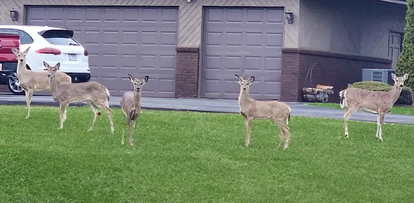 $949,900 | 16212 Maramel Drive, Homer Glen, IL 60491