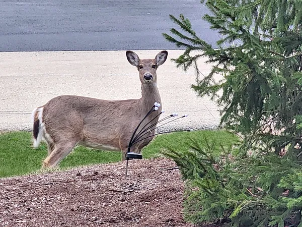 $949,900 | 16212 Maramel Drive, Homer Glen, IL 60491