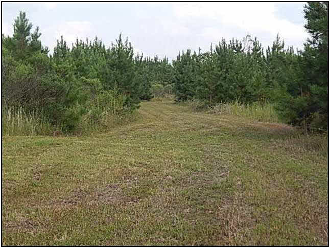 0 Bill Hubbard Road Braxton, MS 39044 - Photo 5 of 12 Photo 5