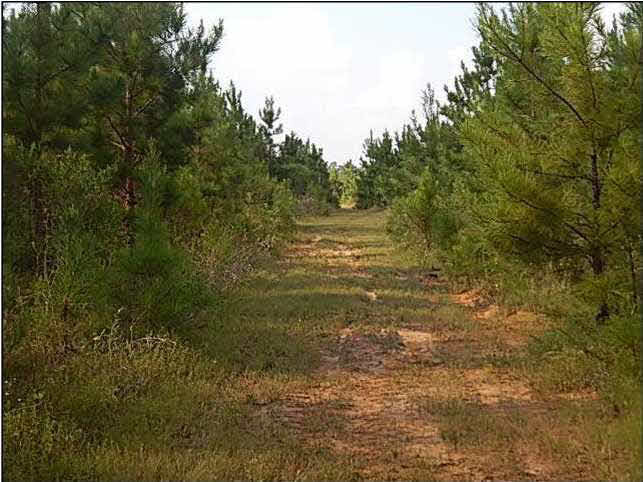 0 Bill Hubbard Road Braxton, MS 39044 - Photo 8 of 12 Photo 8