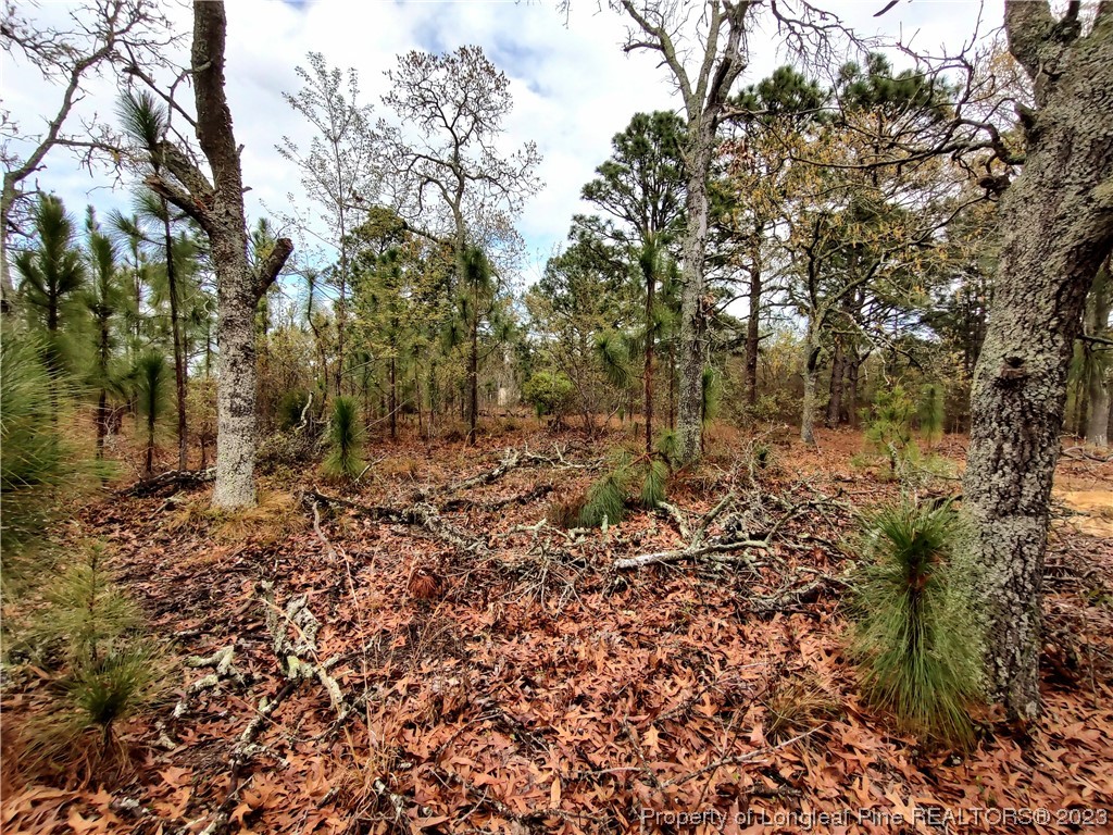 25 Patton Lane Cameron, NC 28326 - Photo 5 of 11 a view of a forest with trees