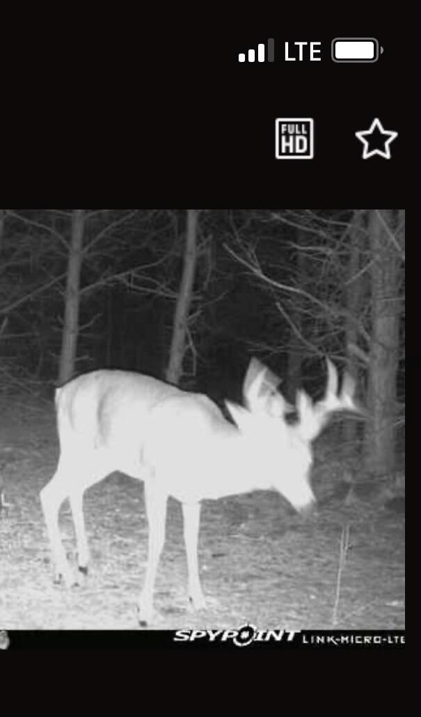12297 Milks Road Kaleva, MI 49645 - Photo 11 of 31 Great Hunting!