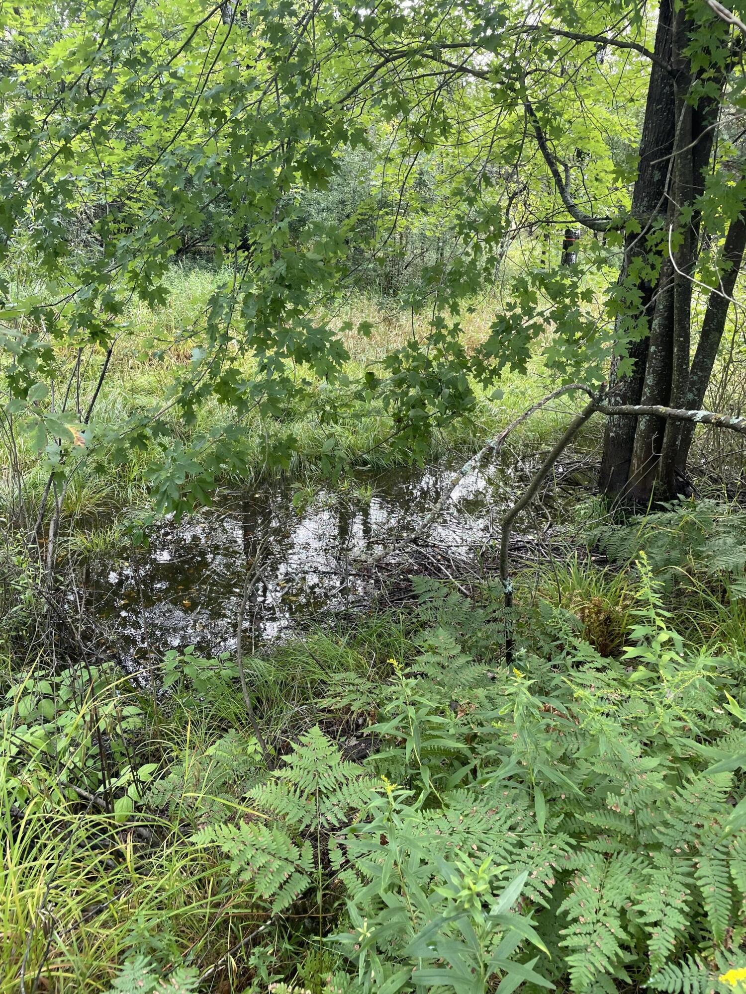 12297 Milks Road Kaleva, MI 49645 - Photo 10 of 31 Creek flows through