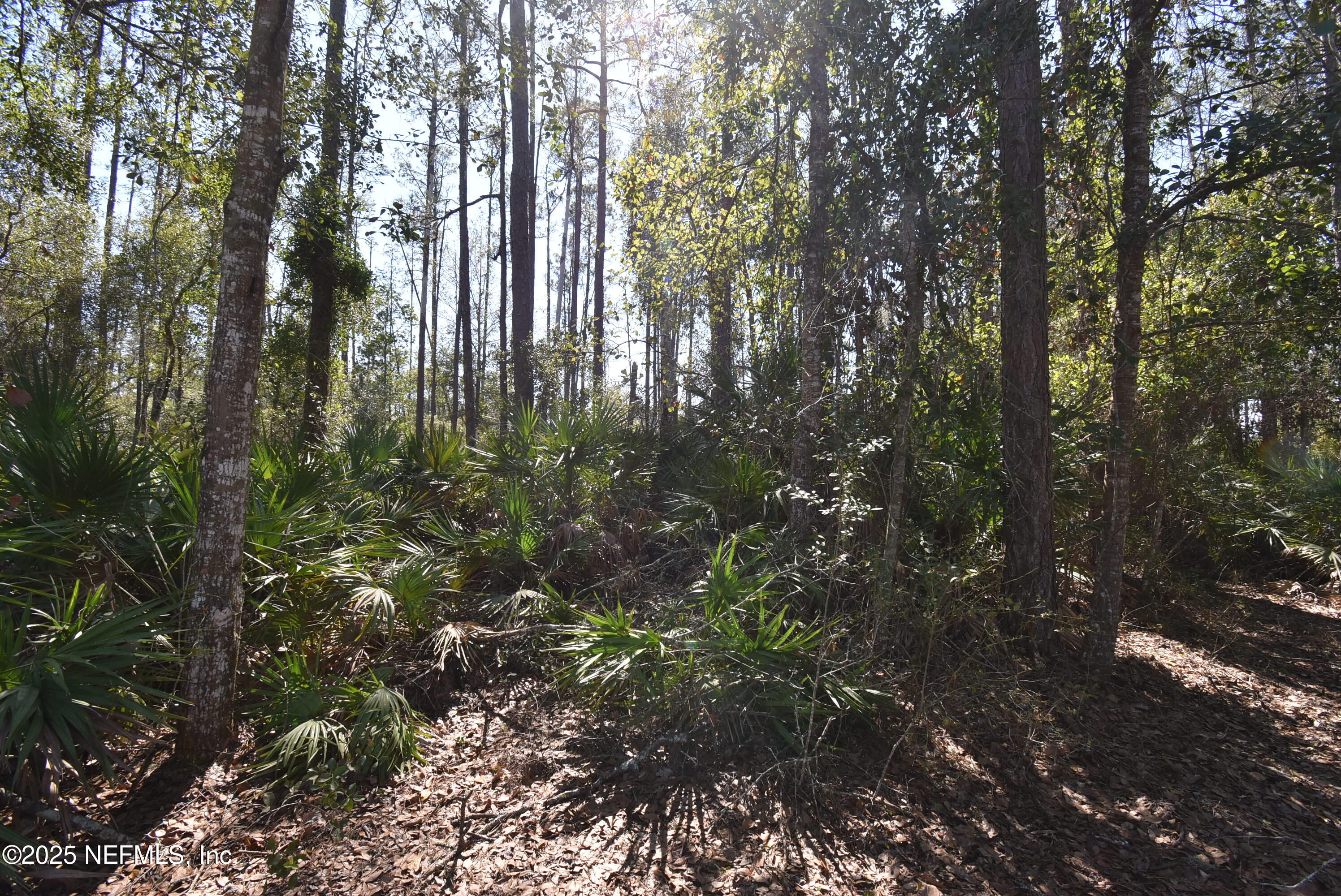 130 Whispering Pines Road Georgetown, FL 32139 - Photo 4 of 7 DSC_0232
