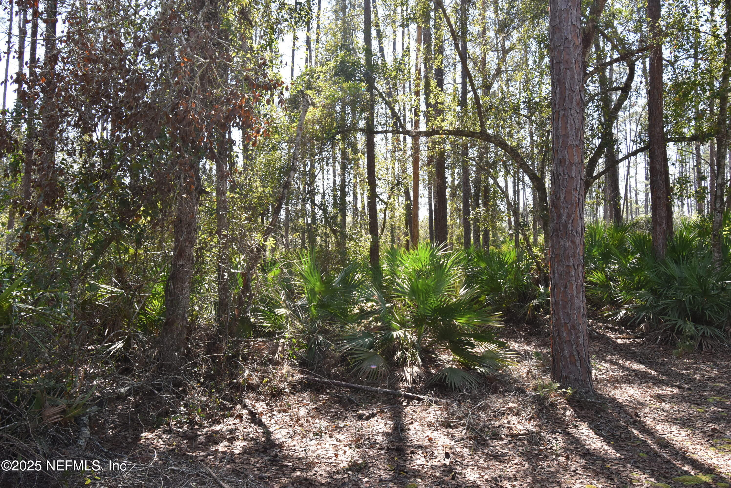130 Whispering Pines Road Georgetown, FL 32139 - Photo 5 of 7 DSC_0234