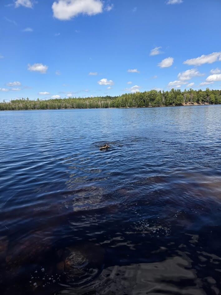 Off Northfield Road Machias, ME 04654 - Photo 2 of 39 20260507_130054