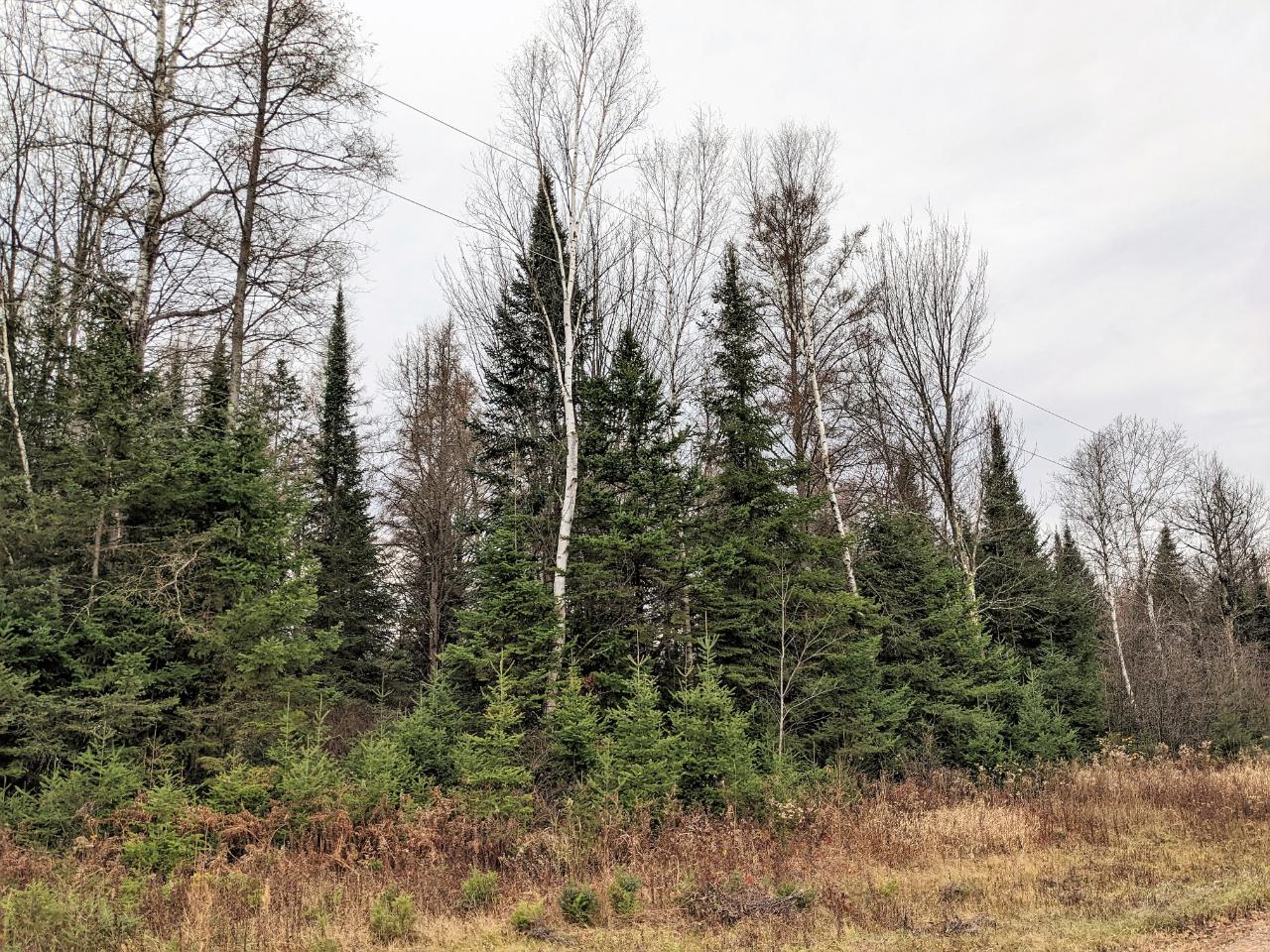 On River Road Brantwood, WI 54513 - Photo 4 of 10 Gallery Image 4