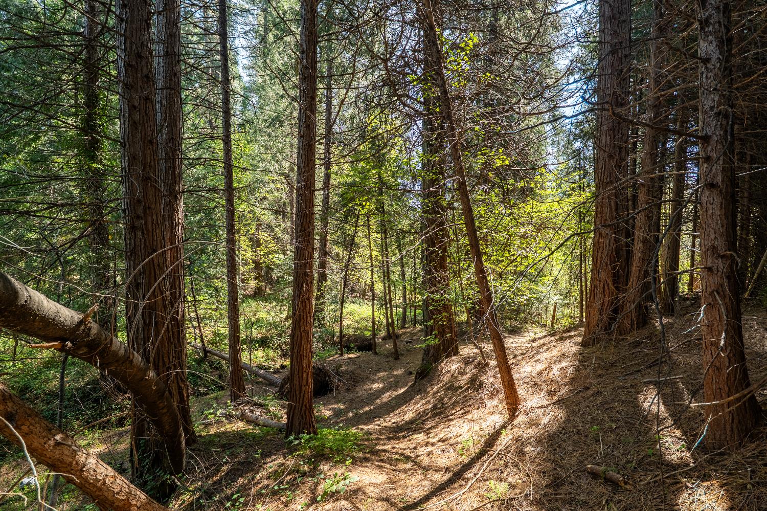 202 Gold Flat Road Nevada City, CA 95959 - Photo 11 of 22