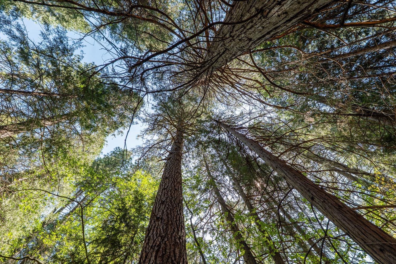 202 Gold Flat Road Nevada City, CA 95959 - Photo 12 of 22
