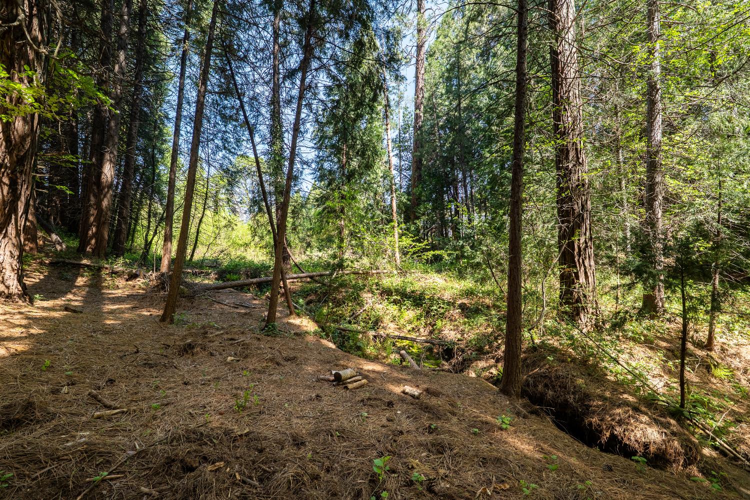 202 Gold Flat Road Nevada City, CA 95959 - Photo 13 of 22