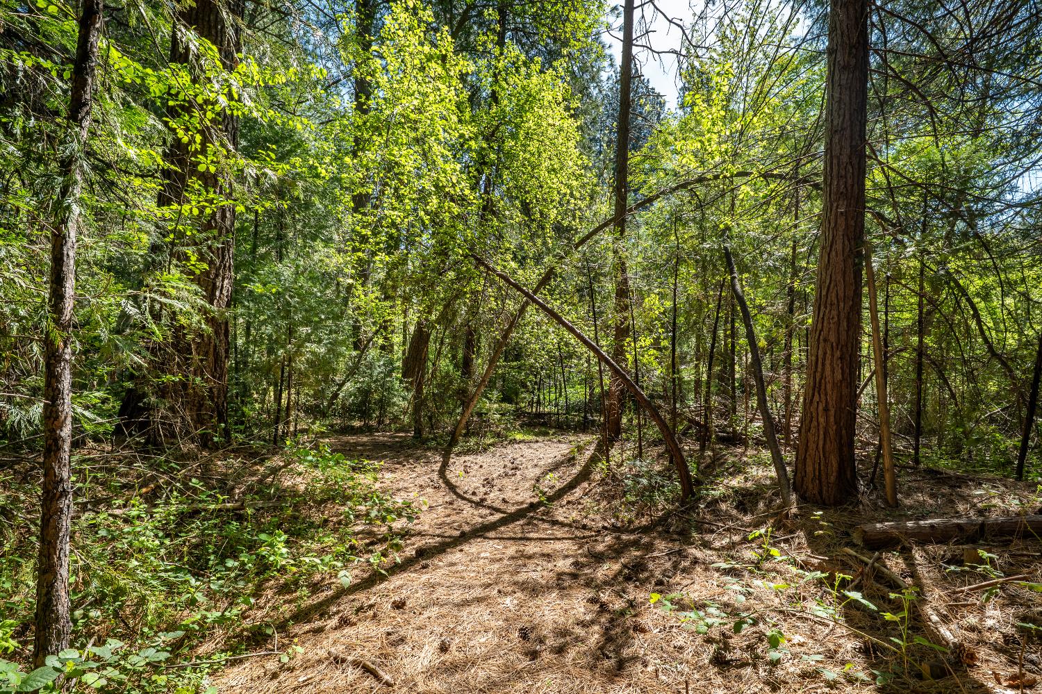 202 Gold Flat Road Nevada City, CA 95959 - Photo 14 of 22