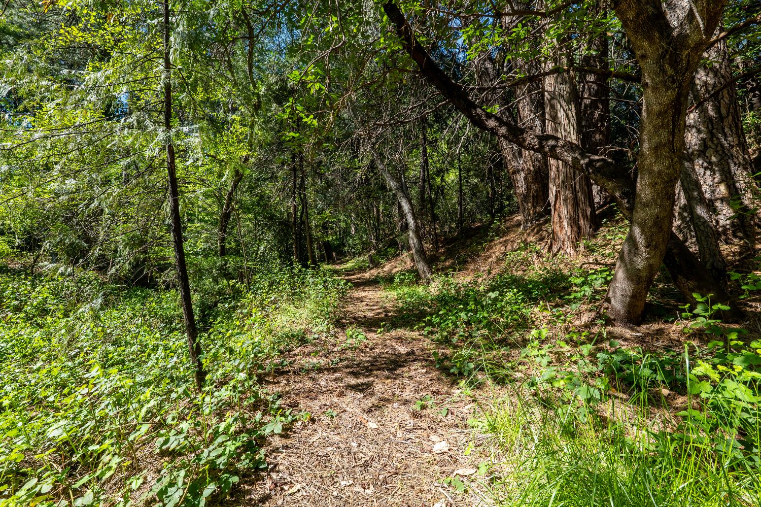 202 Gold Flat Road Nevada City, CA 95959 - Photo 15 of 22