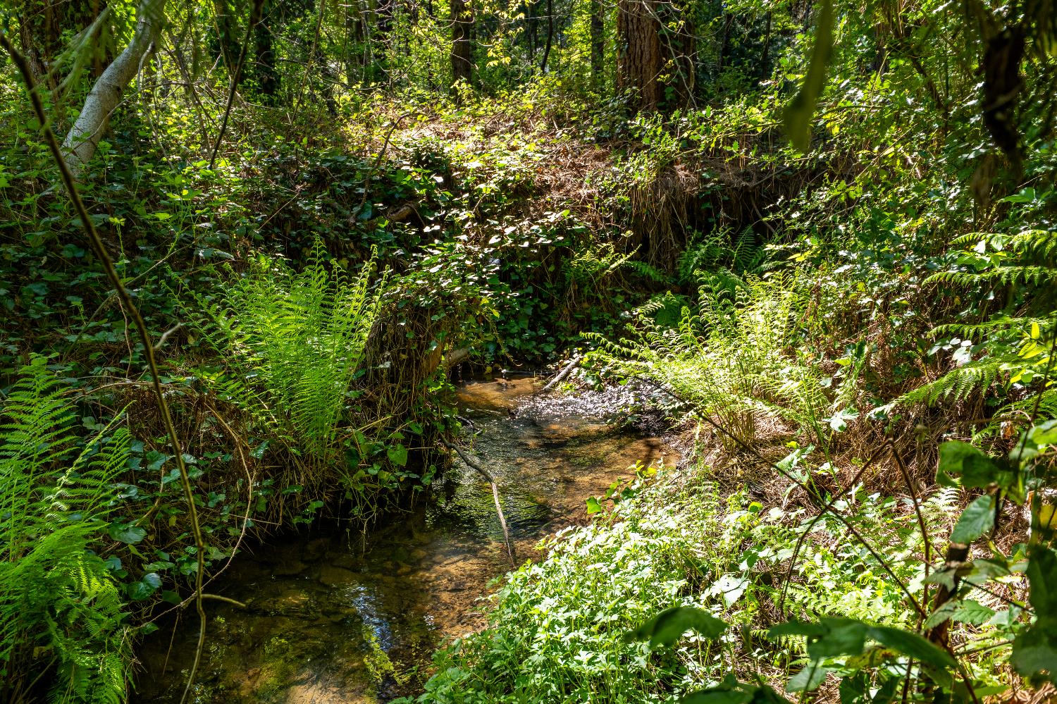 202 Gold Flat Road Nevada City, CA 95959 - Photo 16 of 22