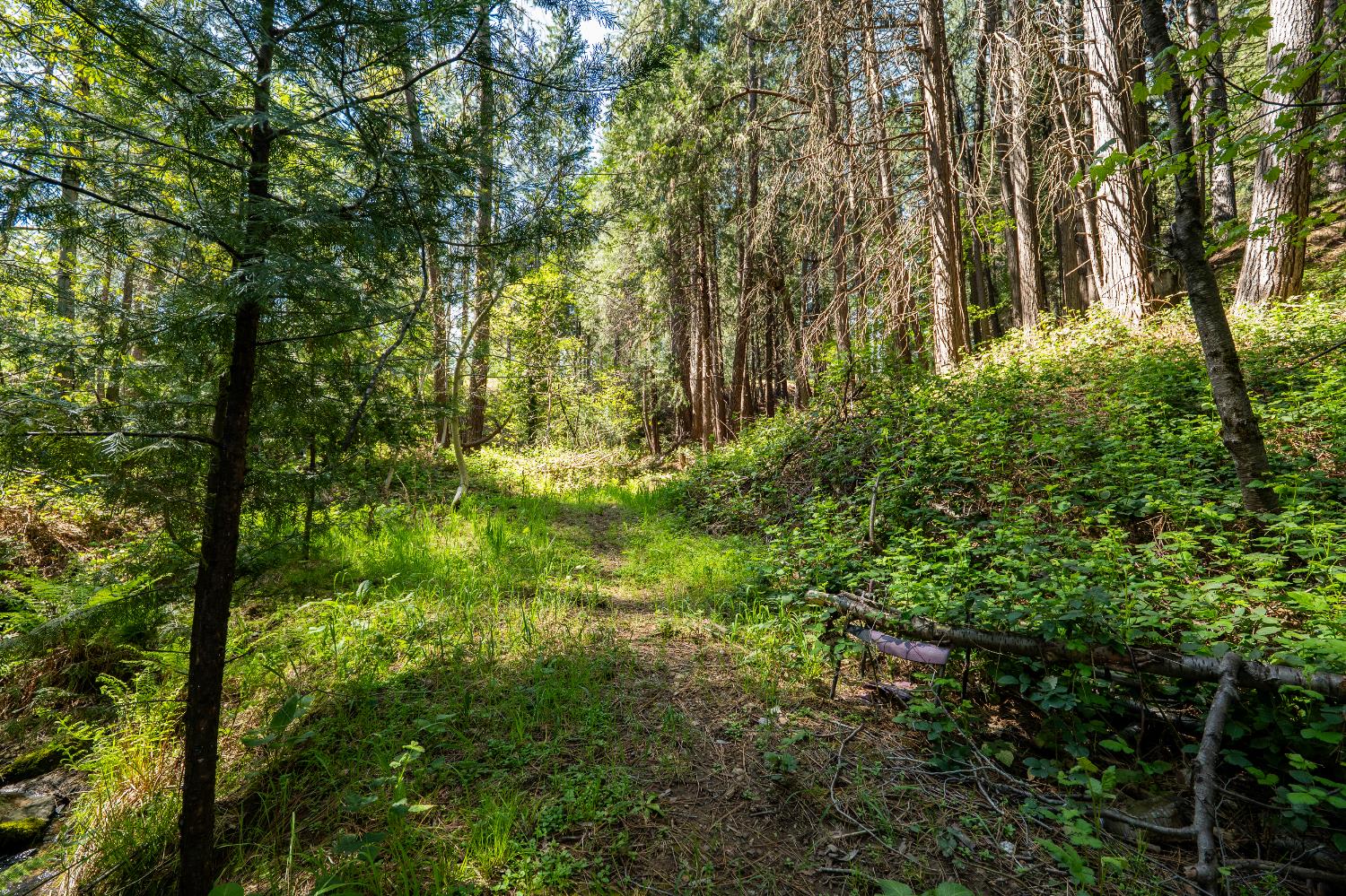 202 Gold Flat Road Nevada City, CA 95959 - Photo 19 of 22