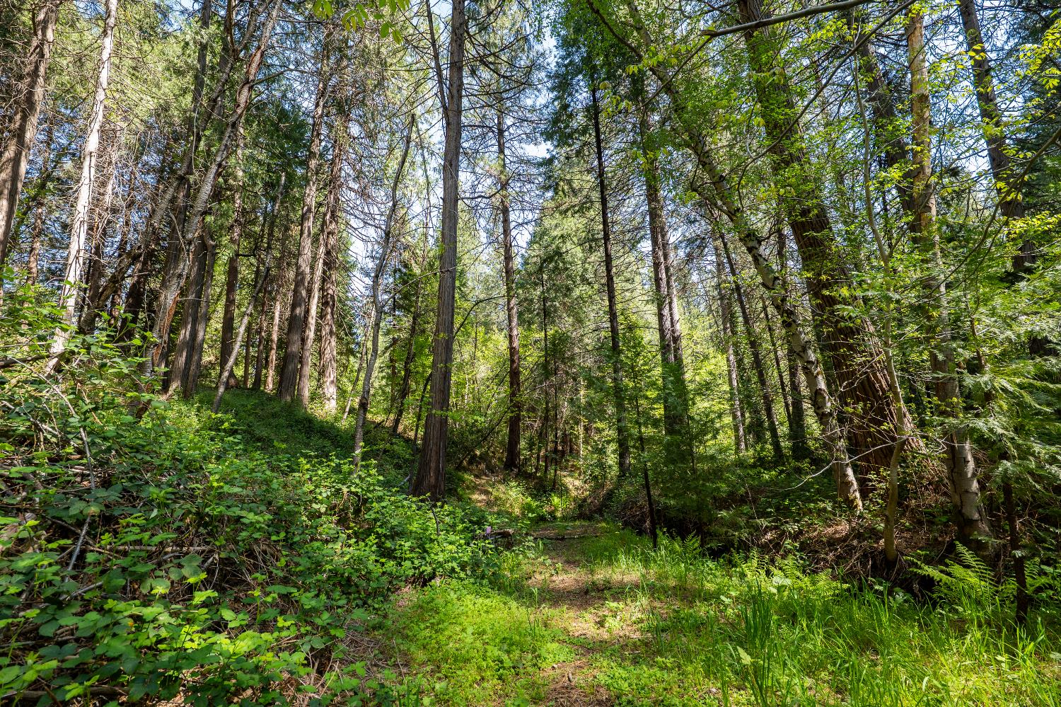 202 Gold Flat Road Nevada City, CA 95959 - Photo 20 of 22
