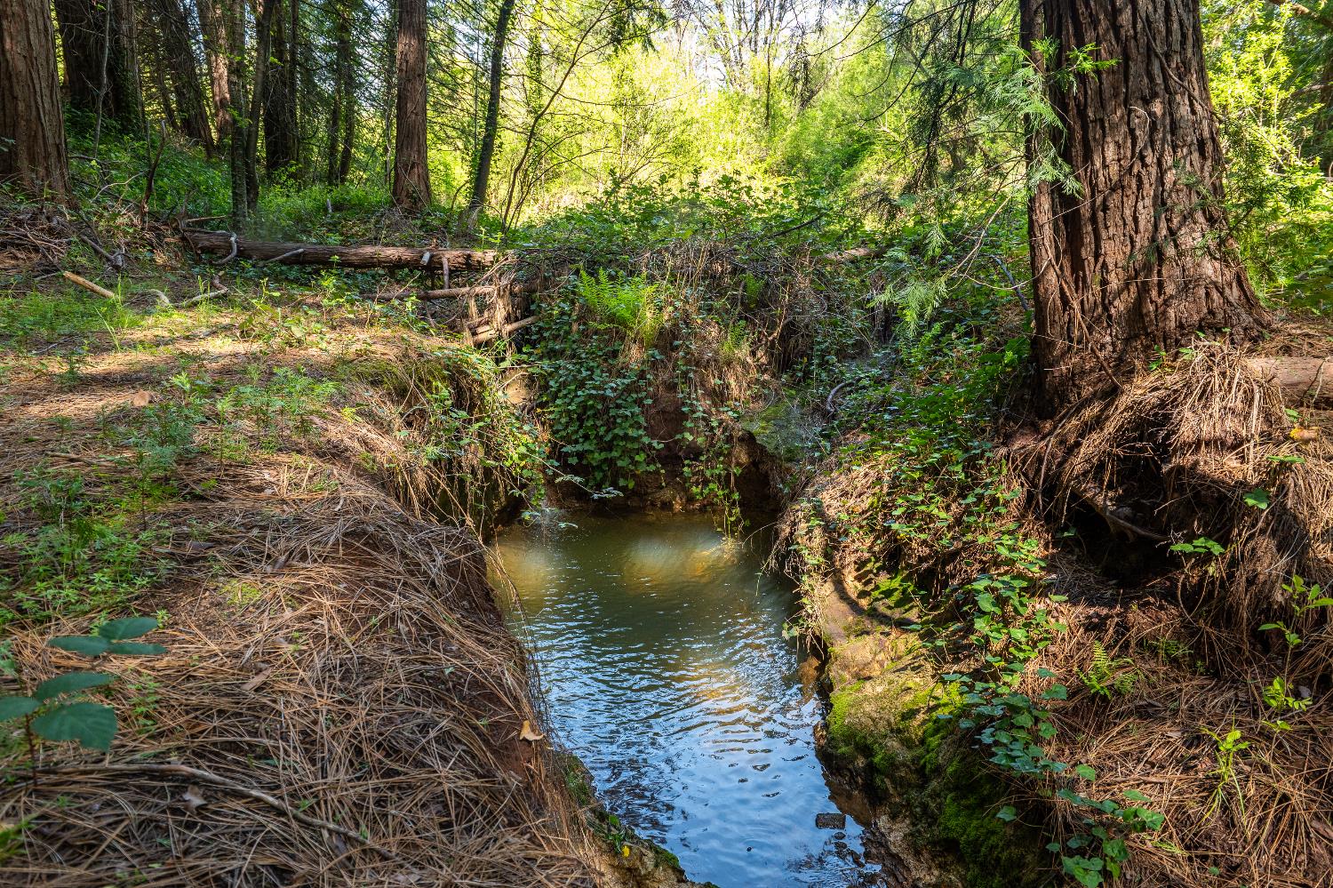 202 Gold Flat Road Nevada City, CA 95959 - Photo 2 of 22