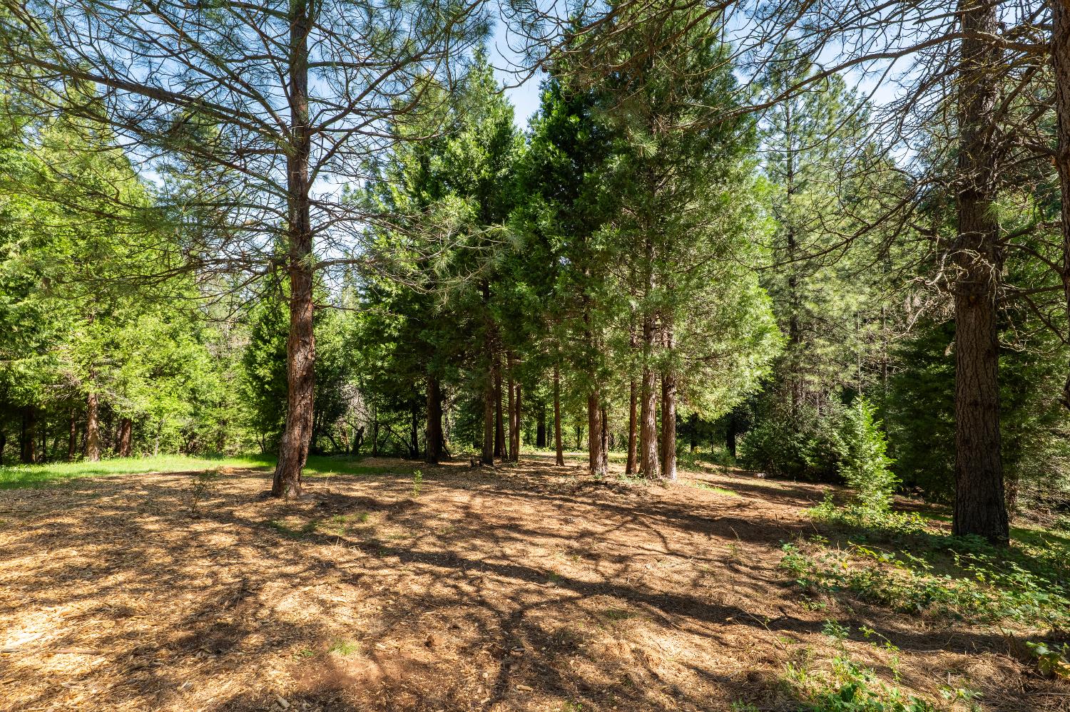 202 Gold Flat Road Nevada City, CA 95959 - Photo 4 of 22