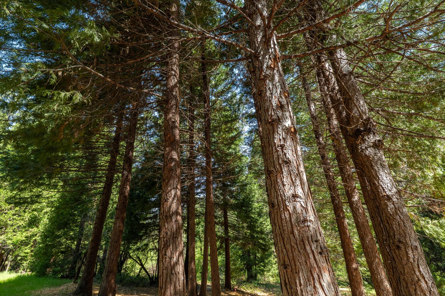 202 Gold Flat Road Nevada City, CA 95959 - Photo 5 of 22