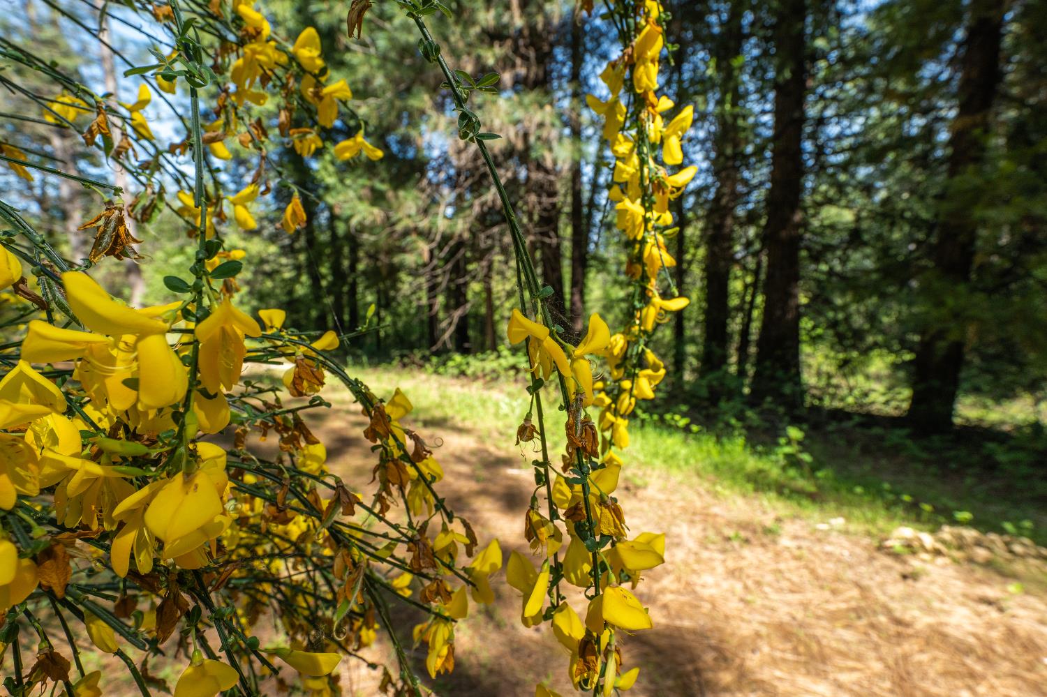 202 Gold Flat Road Nevada City, CA 95959 - Photo 7 of 22