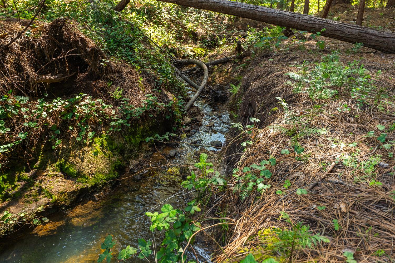 202 Gold Flat Road Nevada City, CA 95959 - Photo 8 of 22