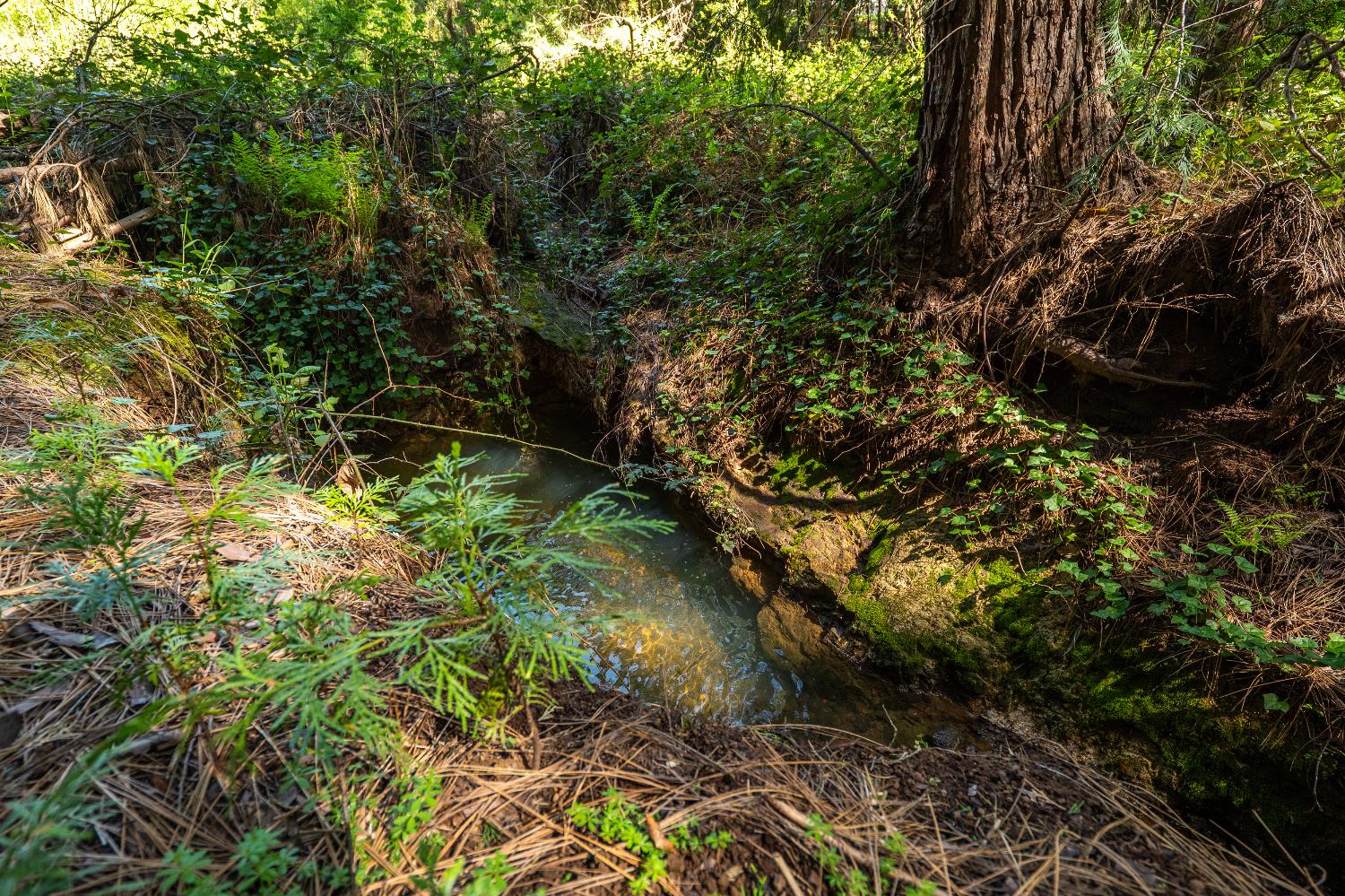 202 Gold Flat Road Nevada City, CA 95959 - Photo 9 of 22