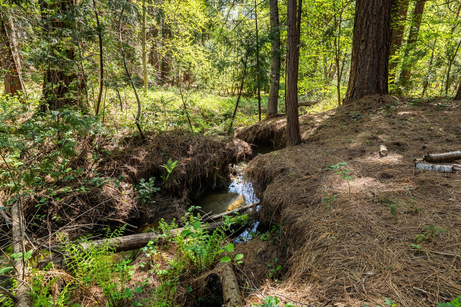 202 Gold Flat Road Nevada City, CA 95959 - Photo 10 of 22