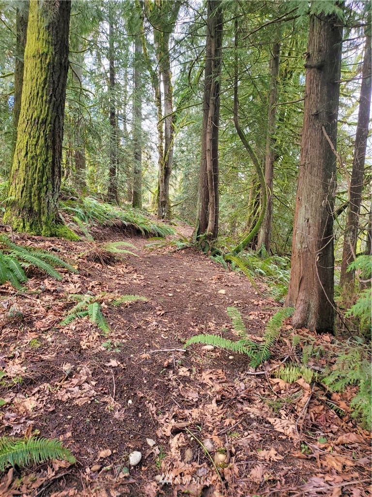 20109 Southeast Petrovitsky Road Maple Valley, WA 98038 - Photo 11 of 24 a view of a yard with a tree