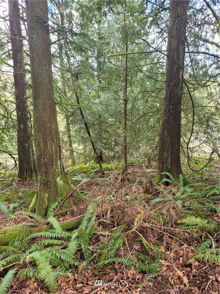 20109 Southeast Petrovitsky Road Maple Valley, WA 98038 - Photo 14 of 24 a backyard of a house with lots of green space
