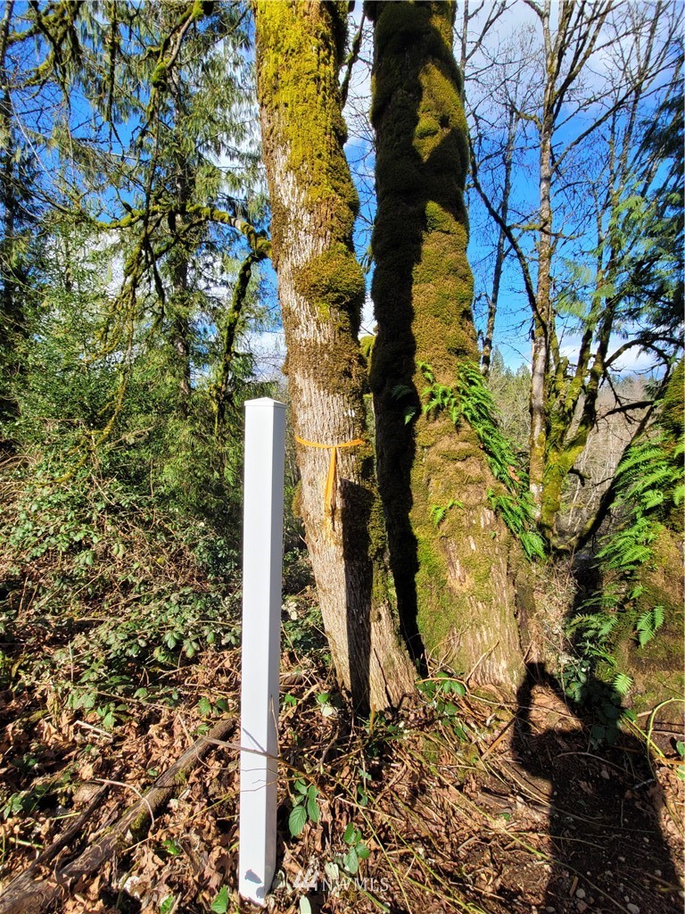 20109 Southeast Petrovitsky Road Maple Valley, WA 98038 - Photo 19 of 24 a picture of a tree
