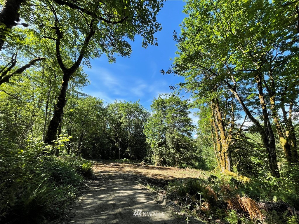 20109 Southeast Petrovitsky Road Maple Valley, WA 98038 - Photo 2 of 24 a view of a yard with plants and large trees