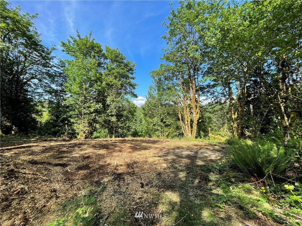 20109 Southeast Petrovitsky Road Maple Valley, WA 98038 - Photo 3 of 24 a view of a yard with plants and large trees
