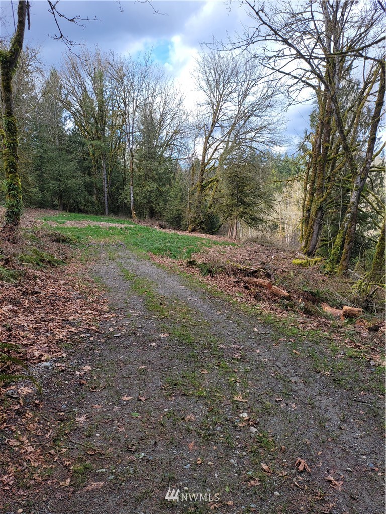 20109 Southeast Petrovitsky Road Maple Valley, WA 98038 - Photo 7 of 24 a view of a yard with a tree