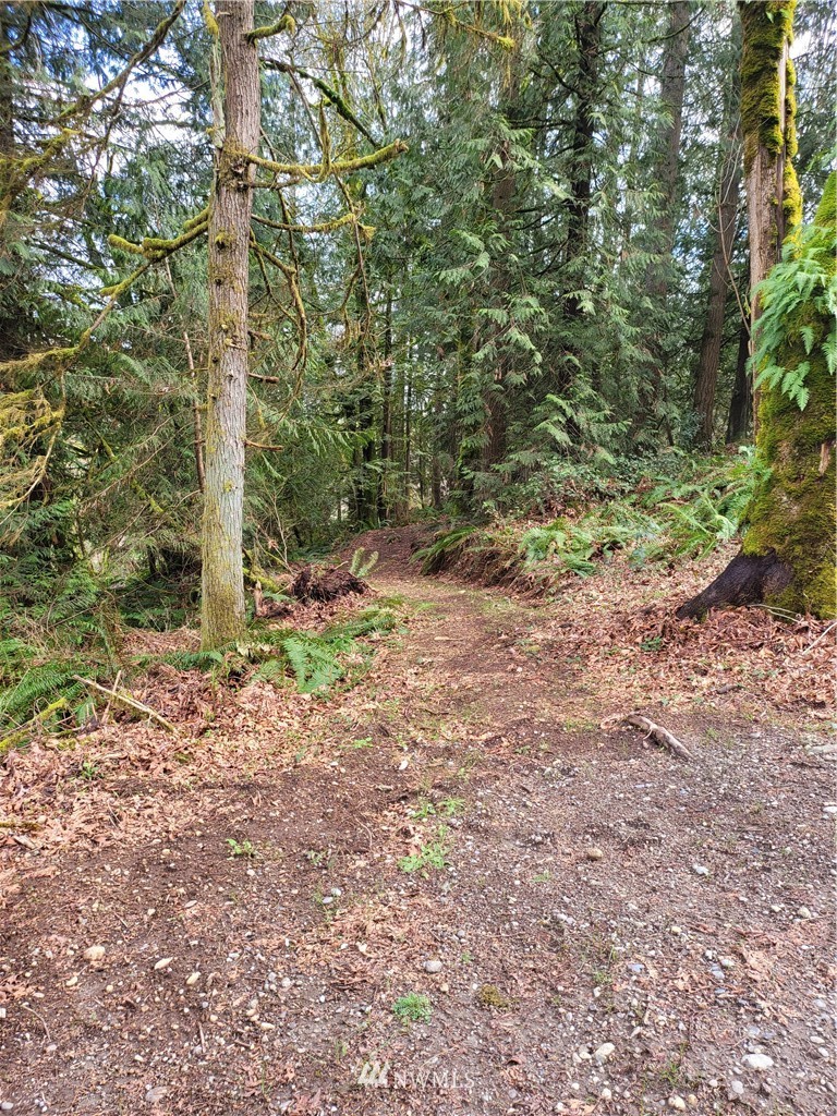 20109 Southeast Petrovitsky Road Maple Valley, WA 98038 - Photo 8 of 24 a backyard of a house with lots of green space