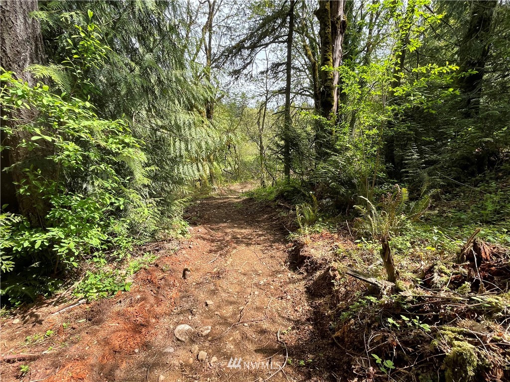 20109 Southeast Petrovitsky Road Maple Valley, WA 98038 - Photo 10 of 24 a view of a yard with plants and trees