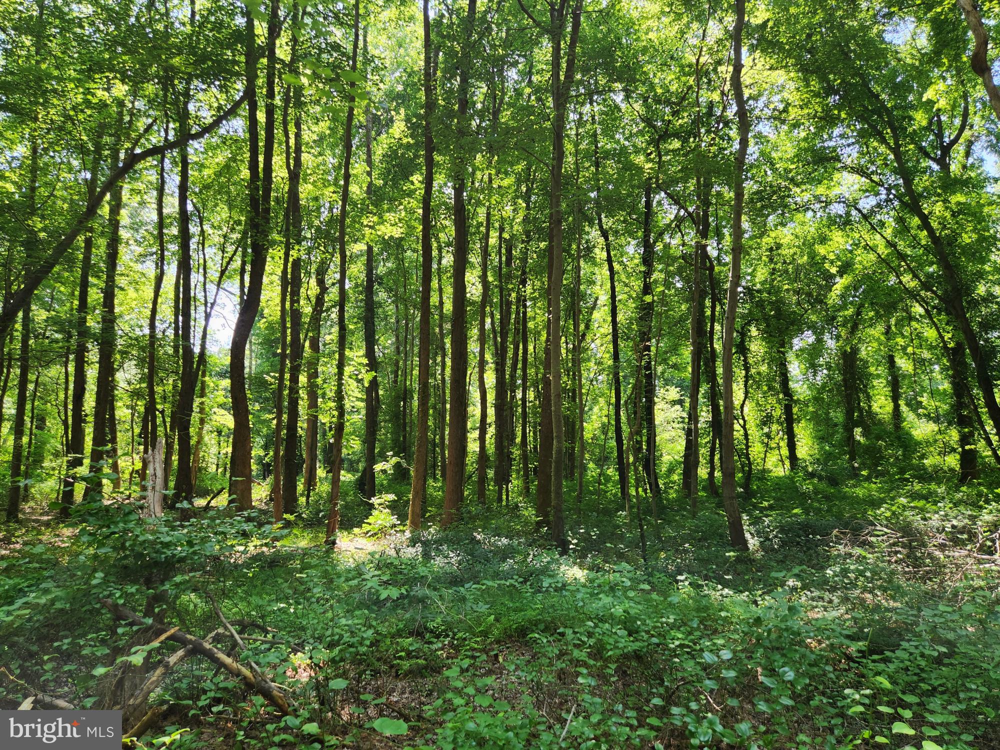 Point Lookout Road Scotland, MD 20687 - Photo 10 of 19 Lush greenery