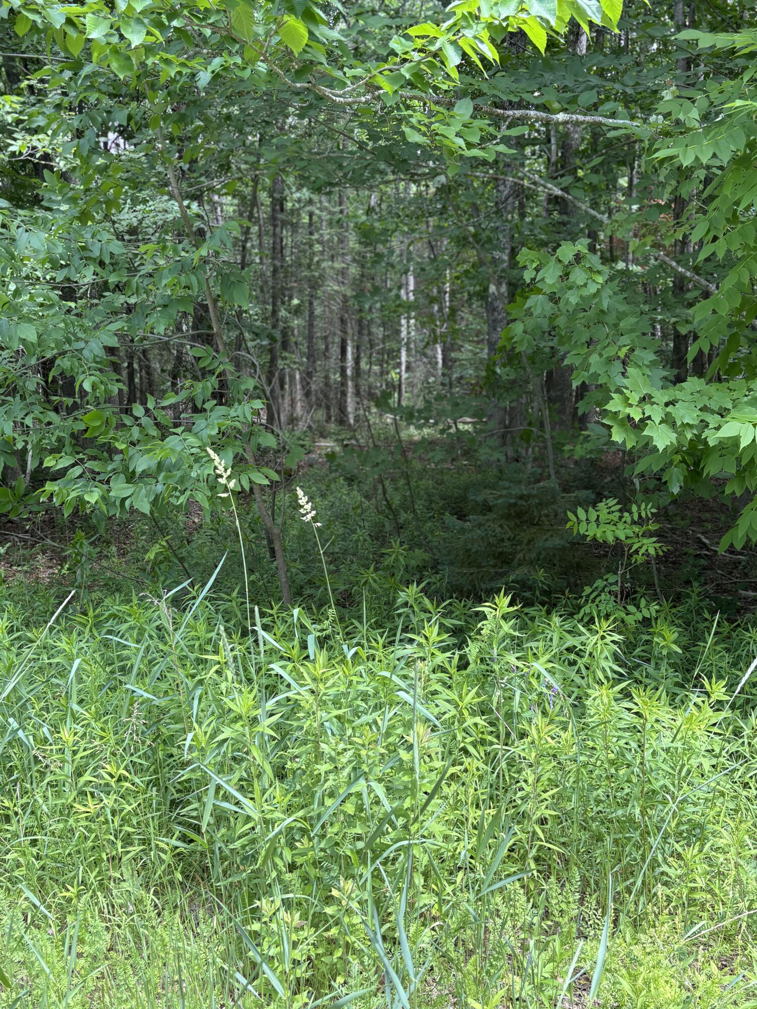# Ledge Hill Road Corinth, ME 04427 - Photo 3 of 6 Mix of hardwood and softwood