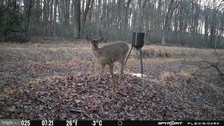 420 Duhamel Corner Road Marydel, MD 21649 - Photo 93 of 93