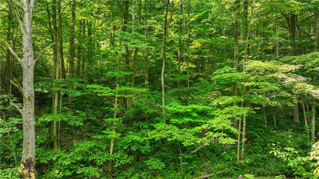 0 Brooks Road Mount Morris, PA 15349 - Photo 11 of 21 a view of a lush green forest