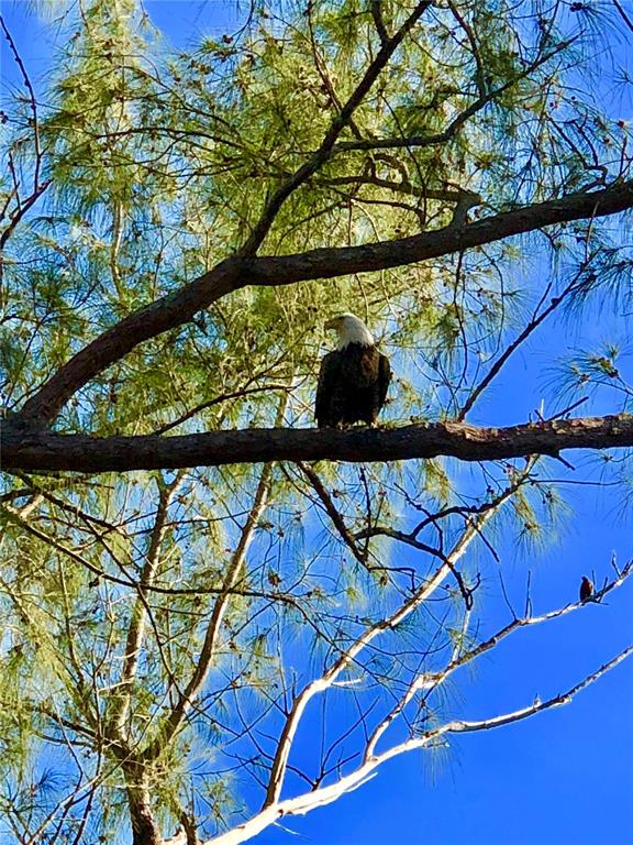 8768 King Street Placida, FL 33946 - Photo 2 of 17 a picture of a tree