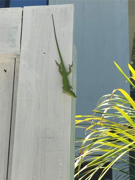 8768 King Street Placida, FL 33946 - Photo 7 of 17 a view of a swimming pool