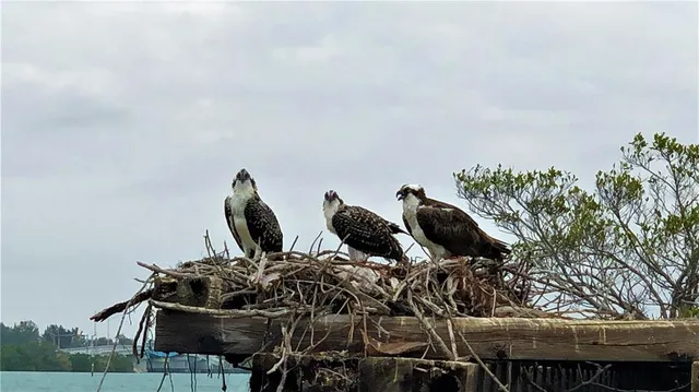 a view of a garden with plants