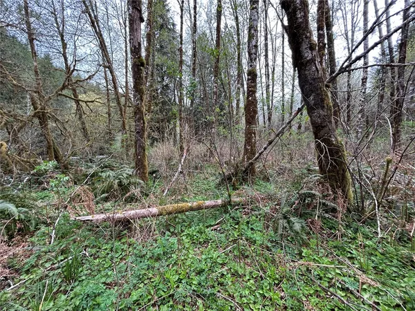 a view of backyard with tree