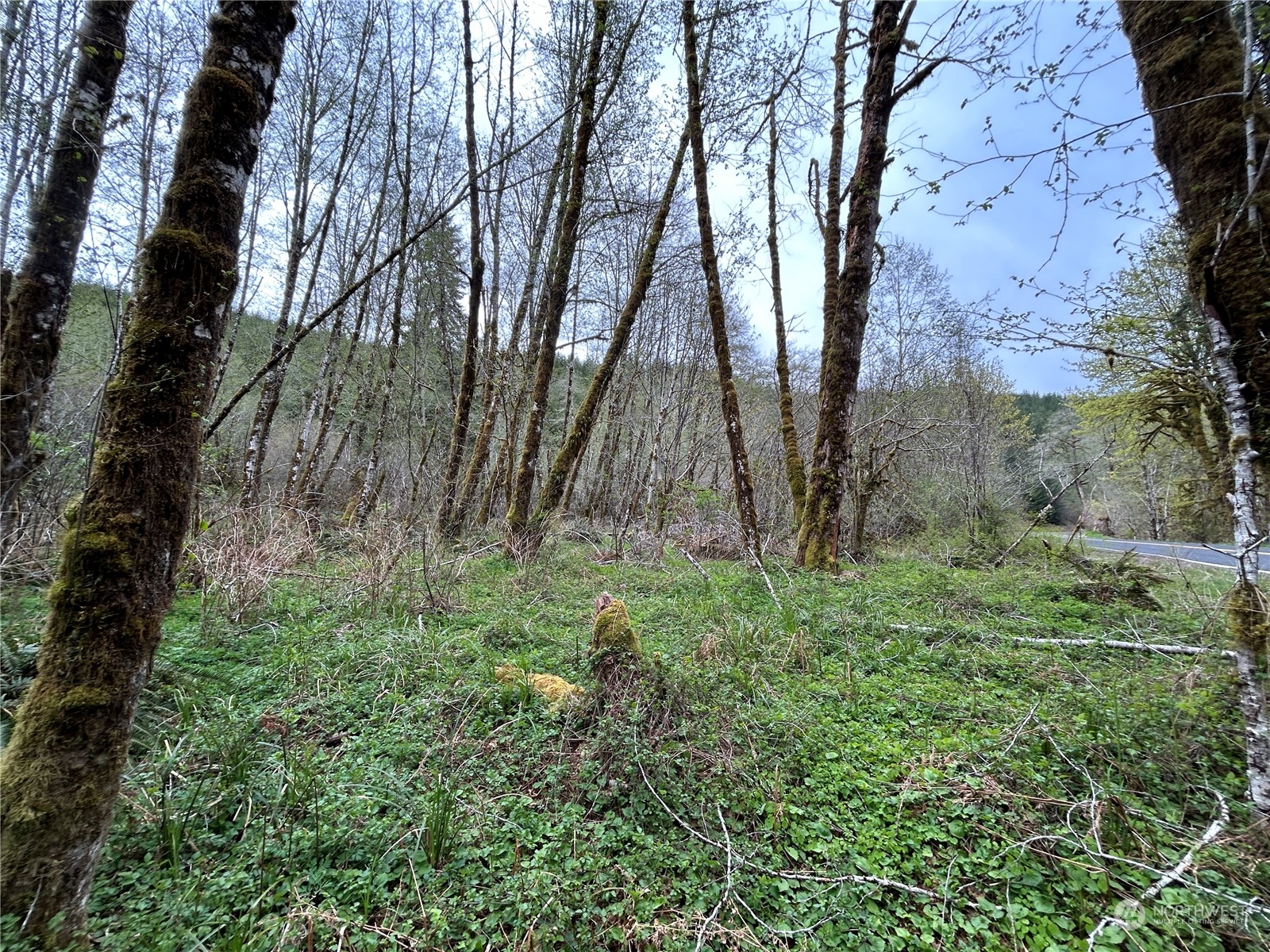 3 Abernathy Creek Road Longview, WA 98632 - Photo 12 of 14 a view of backyard with tree