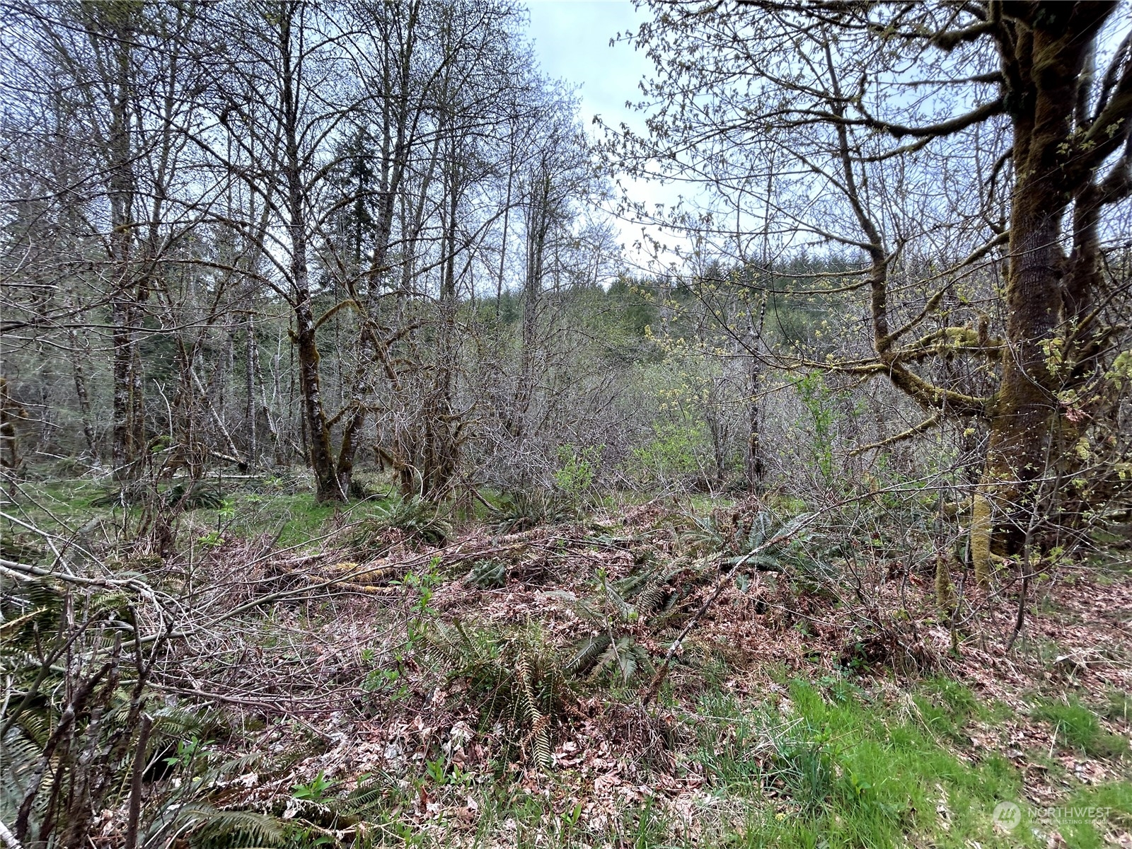 3 Abernathy Creek Road Longview, WA 98632 - Photo 13 of 14 a view of a yard with large trees