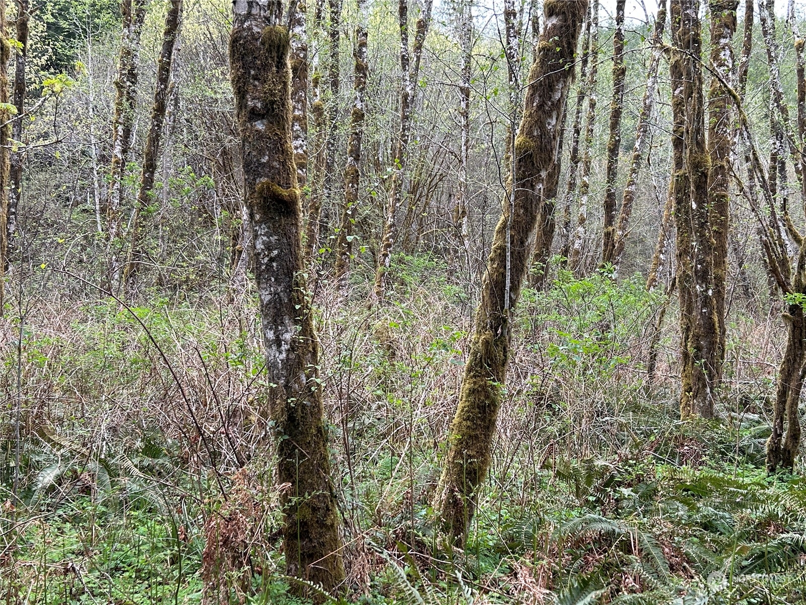 3 Abernathy Creek Road Longview, WA 98632 - Photo 5 of 14 a aerial view of residential house with green space