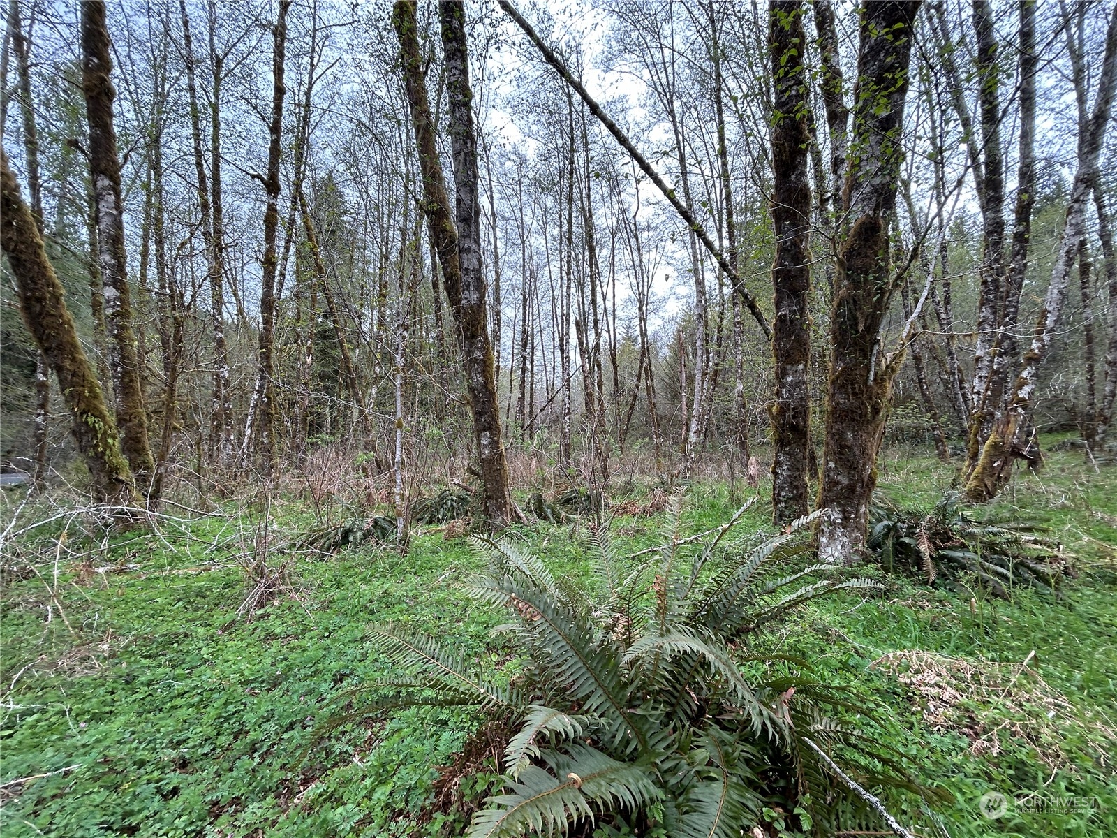 3 Abernathy Creek Road Longview, WA 98632 - Photo 6 of 14 a backyard of a house with lots of plants and trees