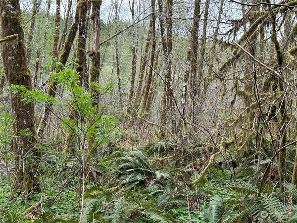 a view of a yard with plants and trees